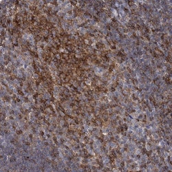 RhoG Antibody, Novus Biologicals 0.1mL; Unlabeled:Antibodies, Polyclonal