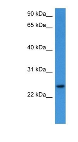 RhoG Antibody, Novus Biologicals 100&mu;L; Unlabeled:Antibodies, Polyclonal