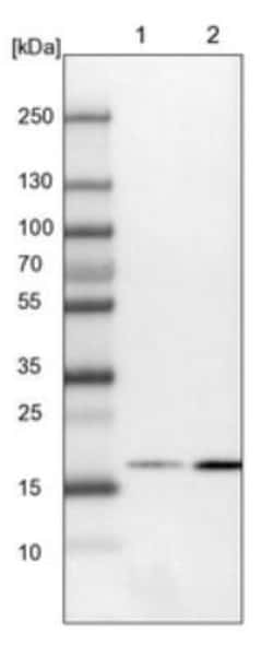 RhoG Antibody, Novus Biologicals 0.1mL; Unlabeled:Antibodies, Polyclonal