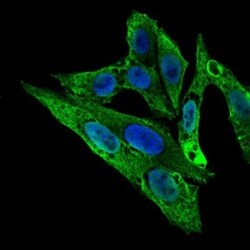 RhoGDI Antibody (2G3) - BSA Free, Novus Biologicals 0.1mL; Unlabeled:Antibodies,