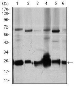 RhoGDI Antibody (2G3) - BSA Free, Novus Biologicals 0.1mL; Unlabeled:Antibodies,