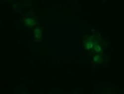 RhoJ Antibody (OTI1D7), Novus Biologicals 0.1mL; Unlabeled:Antibodies,