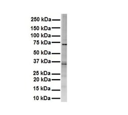 Rhot1 Antibody, Novus Biologicals 0.05mg; Unlabeled:Antibodies, Polyclonal