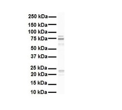 Rhot1 Antibody, Novus Biologicals 0.05mg; Unlabeled:Antibodies, Polyclonal