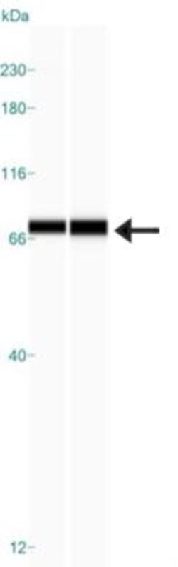 RHOT2 Antibody, Novus Biologicals 25 &mu;L; Unlabeled:Antibodies, Polyclonal