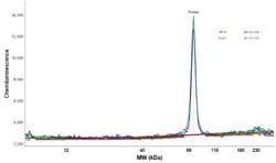 RHOT2 Antibody, Novus Biologicals 25 &mu;L; Unlabeled:Antibodies, Polyclonal