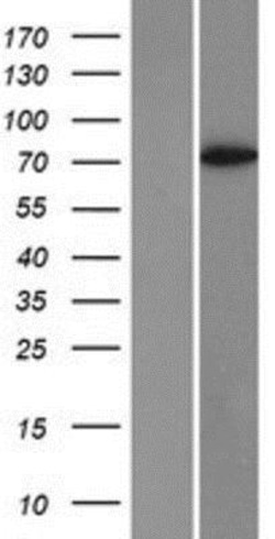 Novus Biologicals&trade;&nbsp;RIAM/APBB1IP Overexpression Lysate