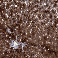 RIBC1 Antibody, Novus Biologicals:Antibodies:Primary Antibodies