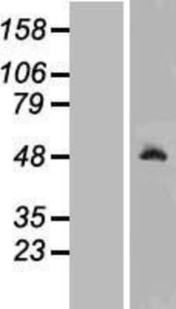 Novus Biologicals&trade;&nbsp;Ribonuclease Inhibitor Overexpression Lysate