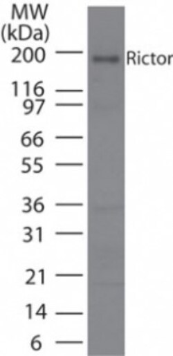Rictor Antibody, Novus Biologicals 0.1mg; Unlabeled:Antibodies, Polyclonal