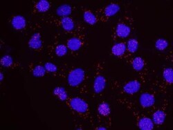 Rif1 Antibody, Novus Biologicals 100 &mu;L | Buy Online | Novus Biologicals | Fisher Scientific