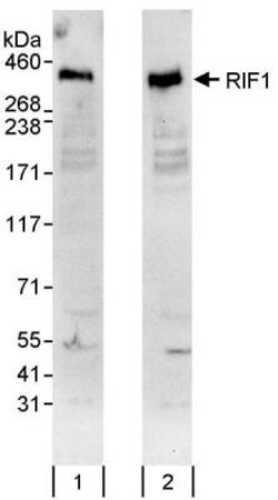 Rif1 Antibody, Novus Biologicals 100 &mu;L | Buy Online | Novus Biologicals | Fisher Scientific