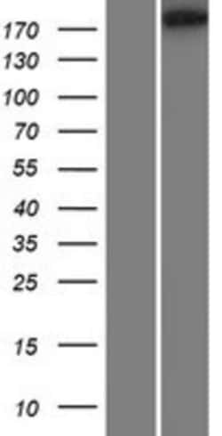 Novus Biologicals&trade;&nbsp;RIMBP3 Overexpression Lysate