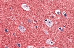 RIMS2 Antibody - BSA Free, Novus Biologicals 0.025 mg, Unlabeled:Antibodies,