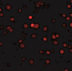 RIMS3 Antibody - BSA Free, Novus Biologicals 0.025 mg | Buy Online | Novus Biologicals | Fisher Scientific