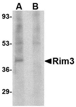 RIMS3 Antibody - BSA Free, Novus Biologicals 0.025 mg | Buy Online | Novus Biologicals | Fisher Scientific
