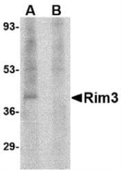 Novus Biologicals&trade;&nbsp;RIMS3 Antibody Blocking Peptide