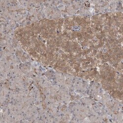 RIN1 Antibody, Novus Biologicals 0.1mL; Unlabeled:Antibodies, Polyclonal