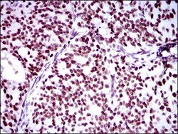 RING1 Antibody (8C12F4) - BSA Free, Novus Biologicals 0.1mL; Unlabeled:Antibodies,