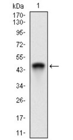 RING1 Antibody (8E8A2) - BSA Free, Novus Biologicals 0.025 mL, Unlabeled:Antibodies,