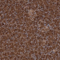 Ring finger protein 214 Antibody, Novus Biologicals 0.1mL; Unlabeled:Antibodies,