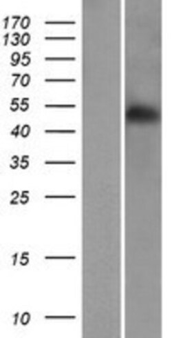 Novus Biologicals&trade;&nbsp;RINL Overexpression Lysate