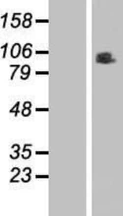 Novus Biologicals&trade;&nbsp;RINT1 Overexpression Lysate