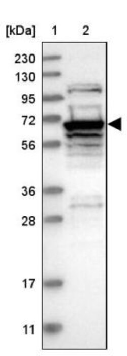 LHX9 Antibody, Novus Biologicals:Antibodies:Primary Antibodies