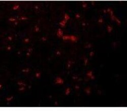 RIPK1/RIP1 Antibody - BSA Free, Novus Biologicals:Antibodies:Primary Antibodies