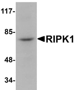 RIPK1/RIP1 Antibody - BSA Free, Novus Biologicals:Antibodies:Primary Antibodies