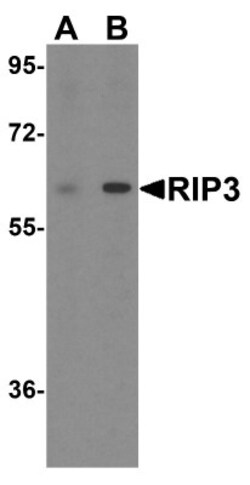 RIPK3/RIP3 Antibody - BSA Free, Novus Biologicals 0.1mg; Unlabeled:Antibodies,