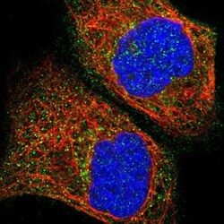 RIPX Antibody, Novus Biologicals 0.1mL; Unlabeled:Antibodies, Polyclonal