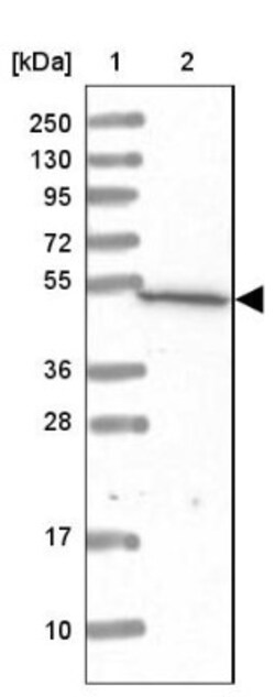 RISC Antibody, Novus Biologicals 0.1mL; Unlabeled:Antibodies, Polyclonal