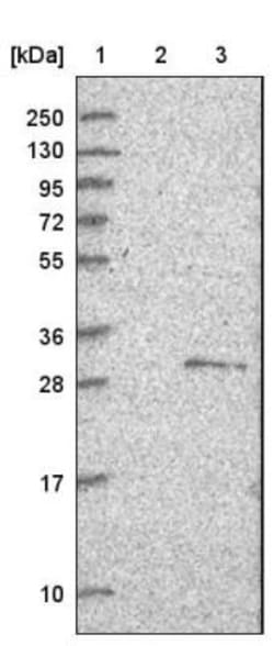 RMD1 Antibody, Novus Biologicals 0.1mL; Unlabeled:Antibodies, Polyclonal