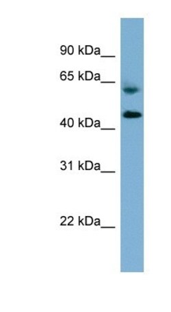 RMND1 Antibody, Novus Biologicals 100μL; Unlabeled:Antibodies, Polyclonal