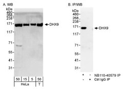 RNA Helicase A Antibody, Novus Biologicals 0.1mL; Unlabeled:Antibodies,