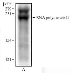 RNA Polymerase II/POLR2A Antibody (4H8) - Azide and BSA Free, Novus Biologicals:Antibodies:Primary