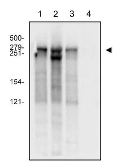 RNA Polymerase II/POLR2A Antibody (4H8) - Azide and BSA Free, Novus Biologicals:Antibodies:Primary