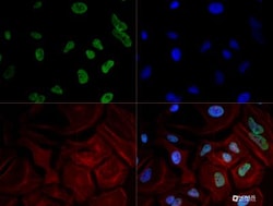 RNA Polymerase II/POLR2A Antibody (4H8) - Azide and BSA Free, Novus Biologicals:Antibodies:Primary