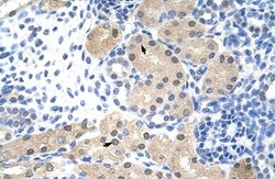 RNASEH2A Antibody, Novus Biologicals 20&mu;L; Unlabeled:Antibodies, Polyclonal