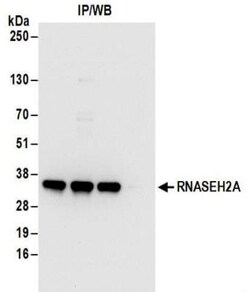 RNASEH2A Antibody, Novus Biologicals 0.1mg; Unlabeled:Antibodies, Polyclonal