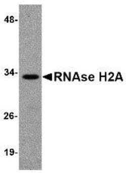 RNASEH2A Antibody - BSA Free, Novus Biologicals:Antibodies:Primary Antibodies