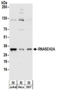 RNASEH2A Antibody, Novus Biologicals 0.1mg; Unlabeled:Antibodies, Polyclonal