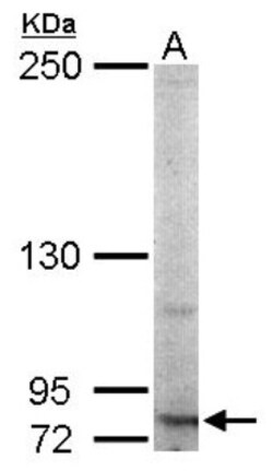 RNF10 Antibody, Novus Biologicals 0.1mL; Unlabeled:Anticuerpos