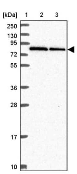 RNF10 Antibody, Novus Biologicals:Antibodies:Primary Antibodies