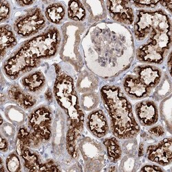RNF111 Antibody, Novus Biologicals:Antibodies:Primary Antibodies