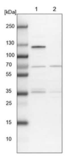 RNF111 Antibody, Novus Biologicals:Antibodies:Primary Antibodies