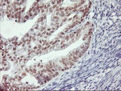 RNF113B Antibody (OTI7A1), Novus Biologicals 0.1mL; Unlabeled:Antibodies,