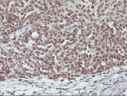 RNF113B Antibody (OTI7A1), Novus Biologicals 0.1mL; Unlabeled:Antibodies,