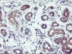 RNF113B Antibody (OTI7A1), Novus Biologicals 0.1mL; Unlabeled:Antibodies,